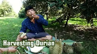 Workers Harvest Durian | Tropical Fruit Farm in Action 🍈🌴