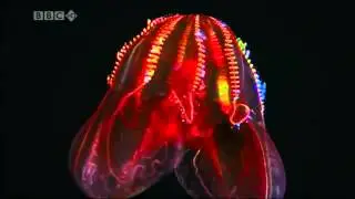 BBC Deep Sea Bioluminescence on Prefuse 73's Digan Lo