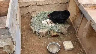 I bought a brooder hen and laid 15 eggs for her, 14 chicks came out of them