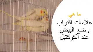 ما هي علامات اقتراب وضع البيض عند الكوكتيل