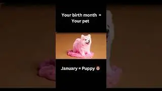 【ASMR】Your birth month = Your pet 🐶🐱🐼🐧 Which one is yours? #asmrsounds​ #oddlysatisfying