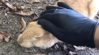 I petted the rabbit and it melted.