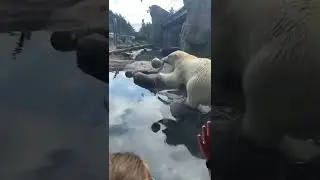Polar bear of oregon zoo