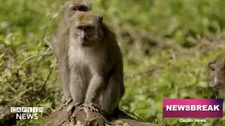 Zoo park Monkey Jungle sits atop 10,000 year old fossils