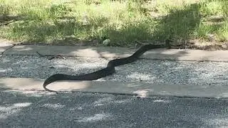 Snake on Trail in Tulsa. River Parks Trail. Lectric Trike. Pierce In Tulsa. June 2025.