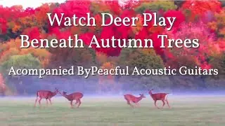 Watch Deer Play and Eat Beneath Autumn Trees Accompanied by Acoustic Guitar Music