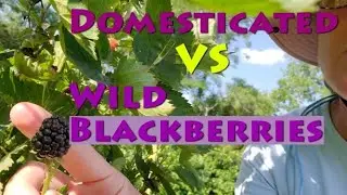 Wild vs Domesticated Blackberries || Barndominium Living