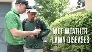 Wet Weather Lawn Diseases