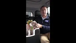 3 Tips to Keep Your Dog Safe in the Car