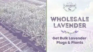 Get Bulk Lavender Plugs and Plants at Great Lakes Lavender Farm