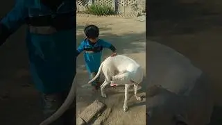 try not to laugh,funny videos,mini zoo,funniest animals videos 2026 🥰:#ytshorts #youtubeshorts