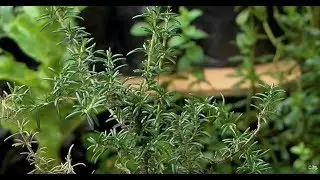 Tomillo y Laurel - Plantas y Jardines en Teleamiga