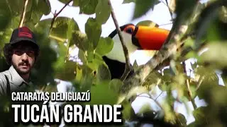 Tuc&aacute;n grande (Ramphastos toco) Tucanu&ccedil;u, Toco Toucan, Tucano