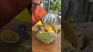 Mau denger suara durian mahal?