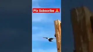 kabootar ko reverse ◀️ kra #shorts #pigeon @thepigeonpost04