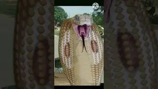 Snake Status #new #snake #cartoon #shorts #video #india
