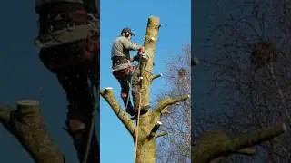 Grote bomen vellen (1)
