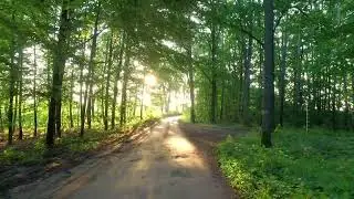 🌞🌲 Sunny Summer in Poland&rsquo;s Green Forest | Peaceful Nature Walk 4K 🇵🇱✨