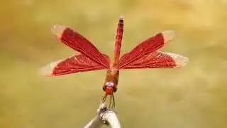 Neurothemis fluctuans male (28Sep2014)