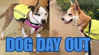 One Day, One Dog: The Ultimate Shelter Dog Bucket List