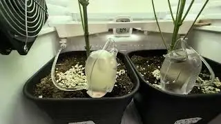 Fridgegrow 2.0 flyover with seriotica by serious seeds inside