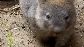 Wilsons Prom Wombats 2009