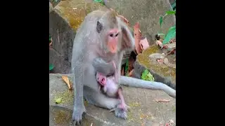 #newvideobabymonkeys