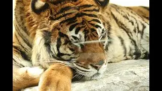 Lions and Tigers at Akiyoshidai Safari Land 秋吉台自然動物園サファリランド