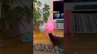 Life with ✨cats✨ #lifewithher #cats #catparent