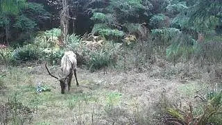 Washington Timber Bull Elk