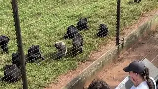 Ngamba Island Chimpanzee Sanctuary, Part 3