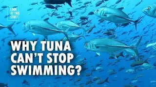 Why Tuna Can&rsquo;t Stop Swimming And How Tuna Sleep