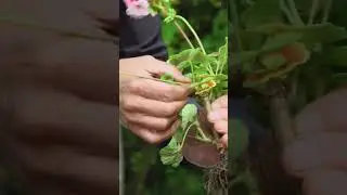 How to Store Geraniums over Winter