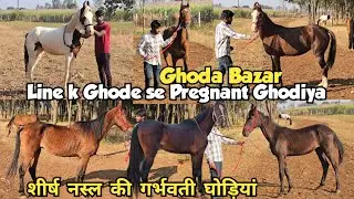 Pregnant Mare Horses | Gaban Ghodiya | Black Horse | Available at Daccan Stud Farm Zaheerabad  