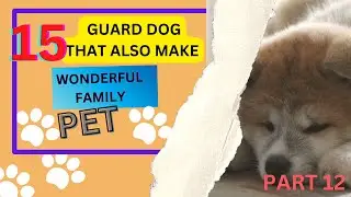 15  GUARD DOGS THAT ALSO MAKE WONDER FAMILY PET.STRONG & FEARLESS,YET CUTE, ADORABLE, LOYAL Part 12
