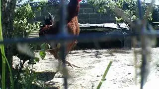 Cuervos ladrones roban huevos de gallina 2