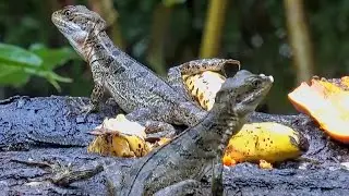 Two Basilisks Take Center Stage at the Panama Feeders