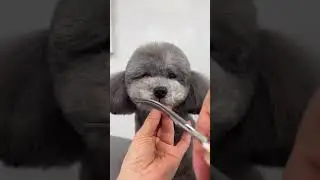 Teddy Bear Cut ✂️ Toy Poodle Grooming