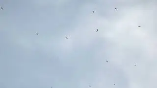 Massive Kettle of Broad Winged Hawks