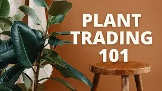 Plant Swaps for Beginners: everything you need to know on how to trade for your wishlist plants