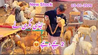 Beautiful Teddy Goat Gave Birth to Two Cute Kids | Farm Visit & Barkat farm new stock