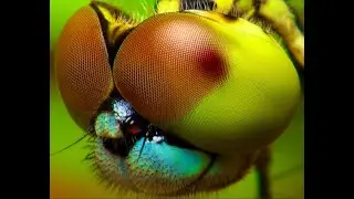 Scientists Replicating Insect Compound Eyes, Barely Changed in 530 Million Years. Creation Evidence