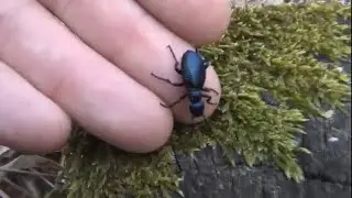Carabus violaceus, violet ground beetle, in winter at  minus 2 degrees Celsius