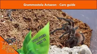 Grammostola Actaeon - Showcase + Care Guide!
