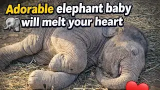 Adorable Elephant Baby & Mother Moments 🐘 | Eating, Playing, Water Fun & Sleeping 🐘