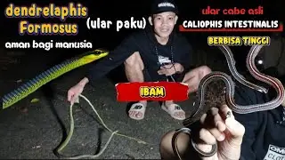 Inilah ular cabe asli,caliophis intestinalis berbisa tinggi dan ular paku dendrelaphis formosus