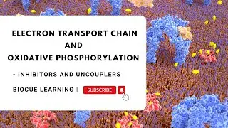 Inhibitors and Uncouplers of ETC and Oxidative Phosphorylation