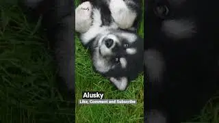 Alusky: Excellent at Pulling Sleds