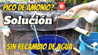 🔍 ¿Pico de Amonio ? 🚨 ¡Así lo SOLUCIONO sin Recambio de Agua! 💧❌ (Guía Paso a Paso) 📝 #amonio #viral
