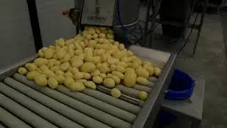 WATER BUNKER CONVEYOR PL40K ROLLER SORTING TABLE GS10 POTATO V all 20110901